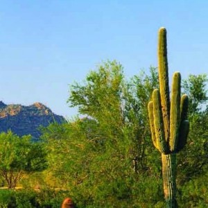 Majestic Saguaro Cactus
